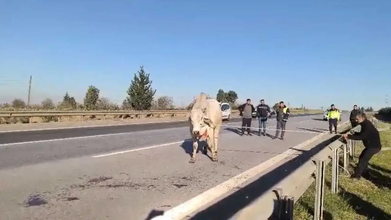Hatay’da Şehri Turlayan Anguslar Tek Tek Yakalandı 4